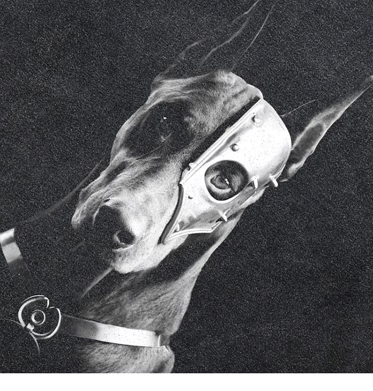 Tiny Spark Masked Doberman Dog Graphic T Shirt
